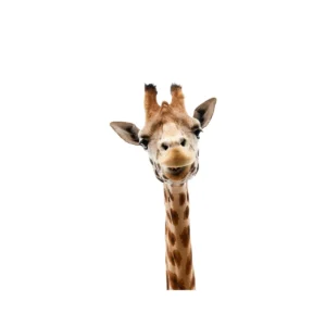Sticker Tête de girafe