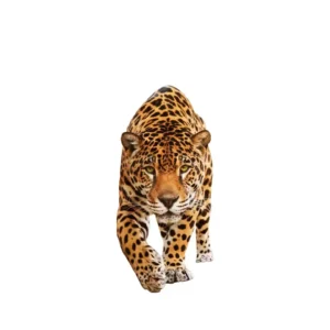 Sticker mural Léopard